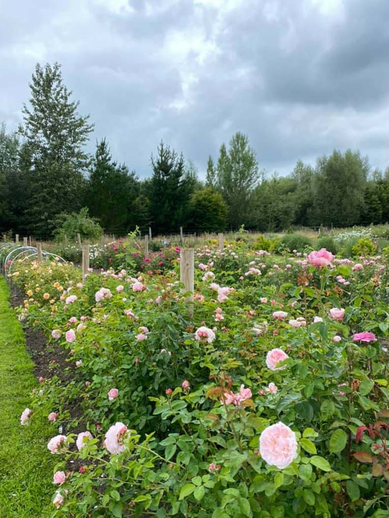 Creating a Cut-Flower Patch