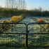 The April garden at Common Farm Flowers