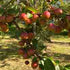 The October Garden At Common Farm Flowers