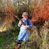 Harvesting Willow