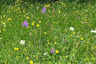 What's Flowering In Our Perennial Wildflower Meadows In Late May 