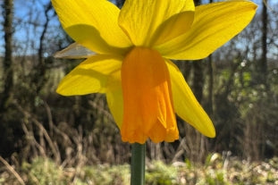 Firs days of Spring (or sunshine at last!)