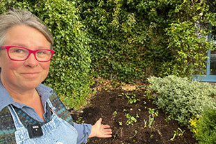 Planting out hardy annuals to overwinter