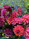 Join flower farmer and florist Georgie Newbery and find out how to grow dahlias for a great summer and autumn harvest.

With top tips and recommendations Georgie will take you through the dahlia year discussing ordering, propagating, growing on, planting out, managing the growing season, and then how to lift and store your dahlia tubers, or just tuck them up in the ground to survive the winter.