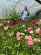 Join Georgie for a session making plans for a successful ranunculus and anemone crop. Georgie will take you through all the steps she takes to ensure successful plants with masses of good stems for cutting in the early spring. From which compost, how to protect corms, claws and young plants, how to water, and feed.