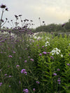 The Shrubs and Perennials For Cut Flower Arrangements Demo (online)