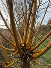 Book a place on our online Growing Willow For Floristry demo and flower farmer / willow wreather Georgie Newbery of Common Farm Flowers, grower of willow for cropping at her flower farm in Somerset for 20 years, will show you how to plant, grow and harvest willow for use in floristry and wreathing all year round. 