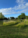 A seven acre plot between Wincanton and Bruton in Somerset is home to Georgie Newbery’s renowned artisan flower farm, Common Farm Flowers.  Join us for a small group tour of the farm and find out how we grow a wide variety of cut flowers and foliage and see the wild patches full of wildflowers including orchids. 