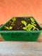 Biennial seed sown in summer will give you a great display of flowers through spring and early summer the following year. Join Georgie Newbery of Common Farm Flowers for this online demo, full of tipson sowing, pricking out and planting out biennials  and your garden next spring will be the envy of your neighbours.
