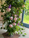 Release your inner garden florist at this glorious3 day retreat at Common Farm Flowers in Somerset. On day one we cut and create smaller arrangements, posies, hand tie bouquets, buttonholes. On day two we look at floral arrangements to fill the table and on day 3 we create large floral installations. 