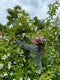 Develop your flower farming skills on this intensive three day course delivered by flower farmer and florist Georgie Newbery on her Somerset flower farm. Georgie will share all her extensive experience with you as a flower farmer and florist, growing eco friendly, sustainable flowers.