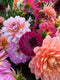 The Dahlia Growing and Arranging Bundle (online)