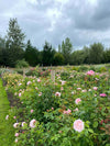 Somerset florist & flower farmer Georgie Newbery will show you the essentials for creating a successful cut flower patch on this online workshop. Find out how to make best use of space, how to create soil your plants will love, what to plant & where, top tips for varieties and percentage use of space per kind of plant.